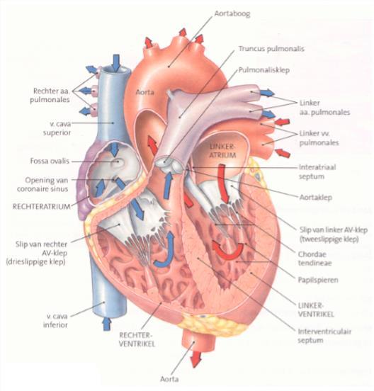 7.2 HART Het hart is een spier die constant werkt. Ventrikel = kamer, atrium = voorkamer We hebben een linker en een rechter ventrikel en een linker en rechter atrium.