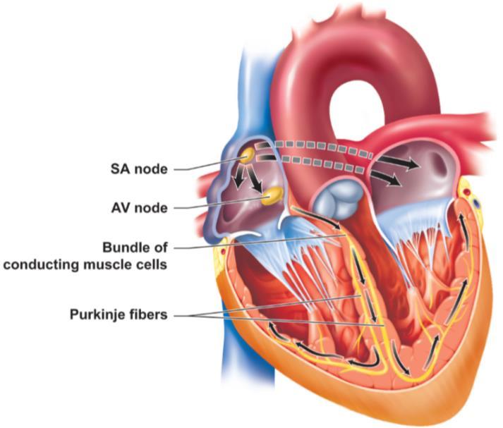 Het hartritme ontstaan in de sinusknoop (SA knoop). Die bevindt zich in het rechter atrium.