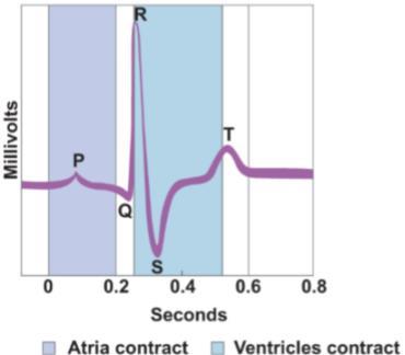 De atrio-ventriculaire knoop (AV knoop) geeft de prikkel van het atrium door naar de ventrikel. Er treedt wel een kleine vertraging op (0,04 m/s).