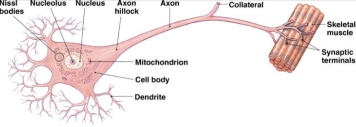 dendrieten: opvangen van prikkels (afferent) cellichaam + celkern: integratie van signalen axonheuvel en axon: productie en geleiding van impuls/prikkel (efferent) (= prikkelconductie) zenuwuiteinden