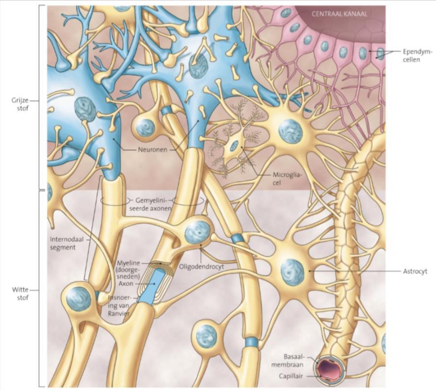 Microscopisch heb je axonen en neuronen, macroscopisch heb je witte stof en grijze stof.