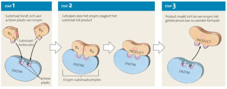 1.4.1 BIOCHEMIE Cellen maken gebruik van 5 soorten basismoleculen: suikers koolhydraten: glucose als brandstof vetzuren vetten: plasmamembraan aminozuren eiwitten: enzymen, hormonen,