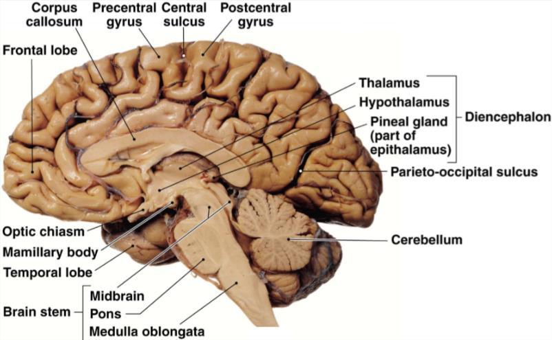 Dit een foto van sagittale doorgesneden hersenen, we zien de linkerhemisfeer (LH).