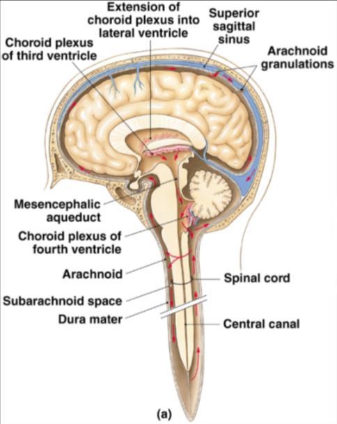 De subarachnoïdale ruimte bevat cerebrospinale vloeistof (CSV). Pia mater: dit is de binnenste laag. Deze is sterk doorbloed en er is uitwisseling met hersenweefsel.