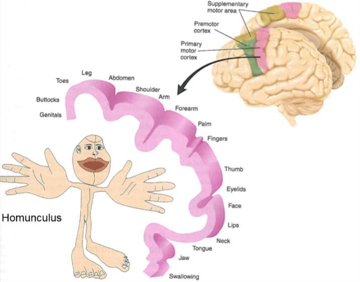 cortex (precentrale gyrus) en de primaire sensorische cortex (postcentrale gyrus).