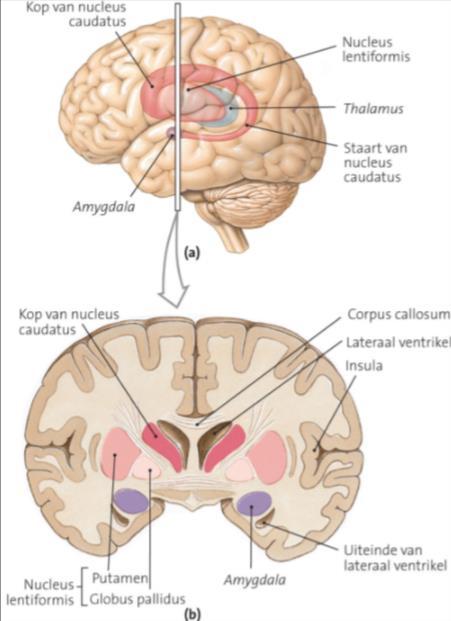 De homunculus van de primaire motorische cortex geeft in verhouding weer hoeveel neuronen er bestemd zijn om die spier aan te sturen.