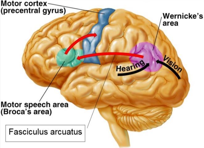 Afasiepatiënten gaven inzicht in de neurale sturing van spraak. Een laesie in het motorisch spraakcentrum leidt tot Brocaafasie (linker inferieure frontale gyrus).