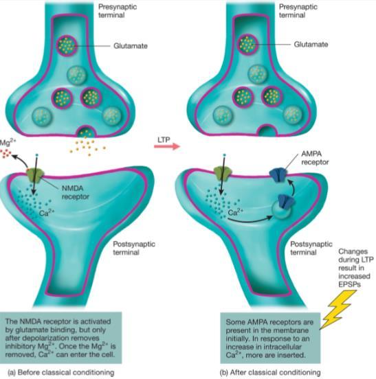 Hebbiaanse synaptische plasticiteit: activiteitsafhankelijke versterking van de verbinding tussen neuronen.