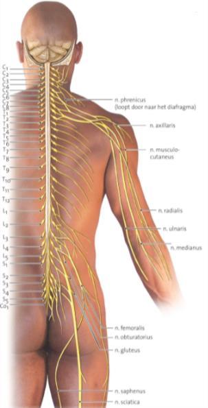 Er zijn 31 paar spinale zenuwen (volgens de wervels) en 2 wortels die door het ruggenmerg lopen.