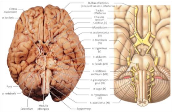 Er zijn 12 paar craniale zenuwen in de hersenen, we moeten er slechts enkele kennen: I (reuk): nervus olfactorius II (visus): nervus opticus VIII (evenwicht, gehoor): nervus vestibulocochlearis X