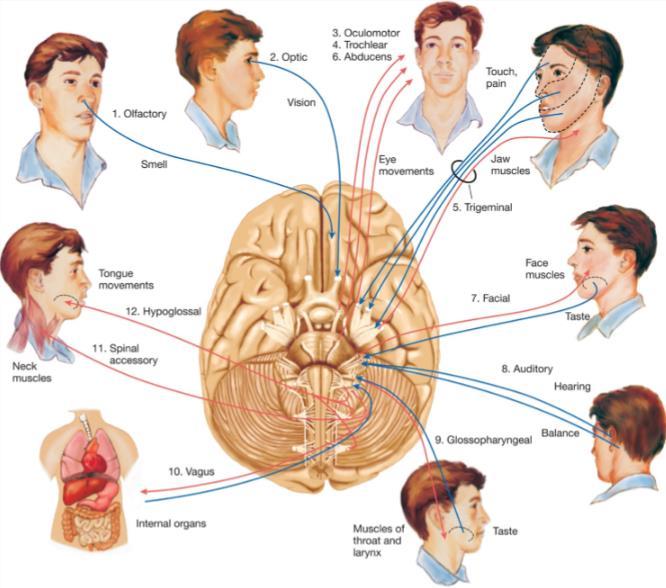 Efferente zenuwbanen kunnen bewuste of onbewuste taken sturen. Het somatisch zenuwstelsel (SZS) stuurt bewuste, willekeurige taken zoals bewegingen. Het stuurt de skeletspieren aan.