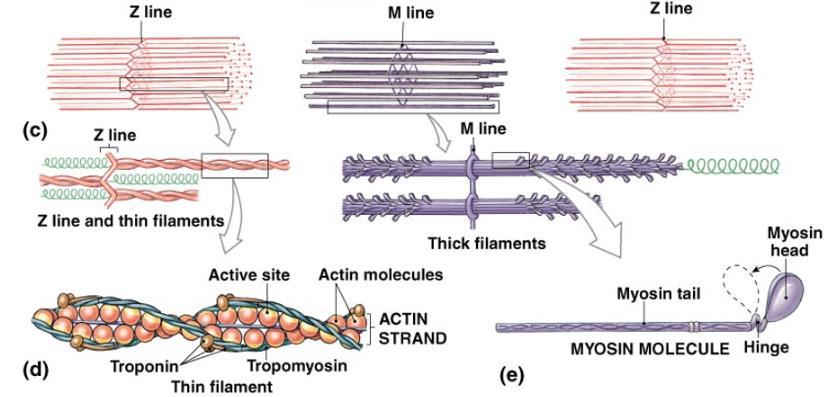 Myofibrillen zijn een soort van trekhaken, die zorgen ervoor dat een cel kan samentrekken en