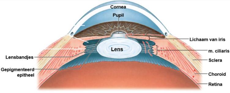 Het oog bestaat uit 3 grote delen: Tunica fibrosa: Sclera (oogwit): zorgt voor structuur, hier hechten oogspieren aan vast Cornea (hoornvlies): doorzichtige laag Tunica vasculosa: Choroïd (vaatvlies)