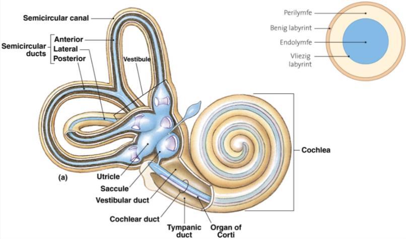 Het gehoororgaan (cochlea) en de evenwichtsorganen bevinden zich beide in het binnenoor. Ze gebruiken ook dezelfde receptoren en cellen. Dat zijn mechanoreceptoren en haarcellen. 4.
