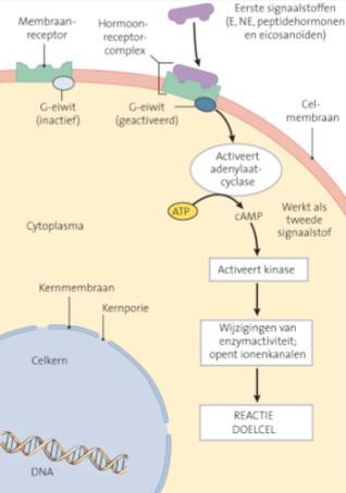 Lipofiele hormonen kunnen wel door het celmembraan.