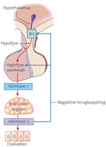 Naast de hersenen die hormonen regelen is er ook een lokale, humorale regeling (glycemie insuline). Hier nemen de organen zelf de beslissing om spontaan hormonen aan te maken.