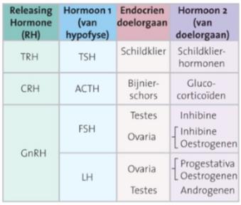 De 4 meest bekende endocriene organen in ons lichaam zijn de hypofyse, schildklier, bijnier en de pancreas. 5.1 HYPOFYSE De hypothalamus controleert bijna alle hormonen. Hij stuurt de hypofyse aan.