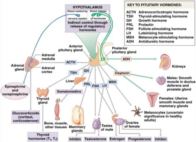 5.1.2 HYPOFYSEACHTERKWAB De hypothalamus vormt 2 hormonen: Antidiuretisch hormoon (ADH): houdt de urine op.