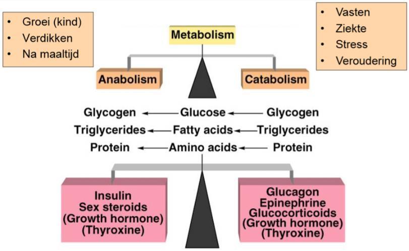 5.8 HORMONEN INDUCEREN ANABOLE OF CATABOLE STATUS IN HET LICHAAM Anabole status: van bouwstenen (legoblokjes) maken we complexe structuren (muren) die we stockeren in ons lichaam (opbouw).