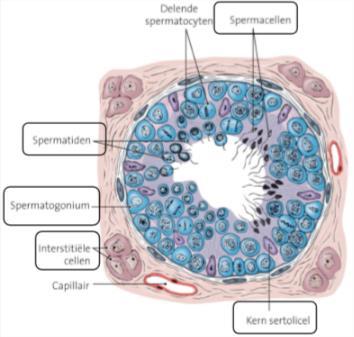 De zaadbal of teelbal (testis) bevat testiskanaaltjes (tubuli seminiferi). In die testiskanaaltjes wordt aan spermatogenese gedaan.