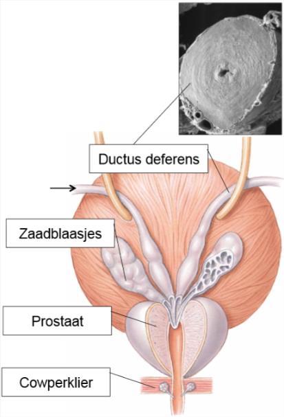 Die spermatozoa worden in de binnenholte van de kanaaltjes vrijgegeven en zo vinden ze hun weg naar de bijbal. De spermatogenese wordt gestimuleerd door FSH.