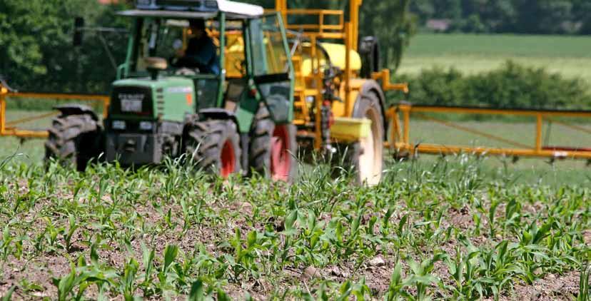 Agrarfoto zomergrassen geven steeds meer problemen in maïs Hanenpoot, naaldaar en vingergras behoren vandaag tot de klassieke onkruidflora in maïs.