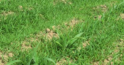 DETERMINATIESLEUTEL VOOR GIERSTGRASSEN Bekijk eerst of het gras een tongetje heeft. In de hoofdsleutel kan je zien dat dit het opstaand randje is, op de plaats waar de bladschijf de stengel raakt.