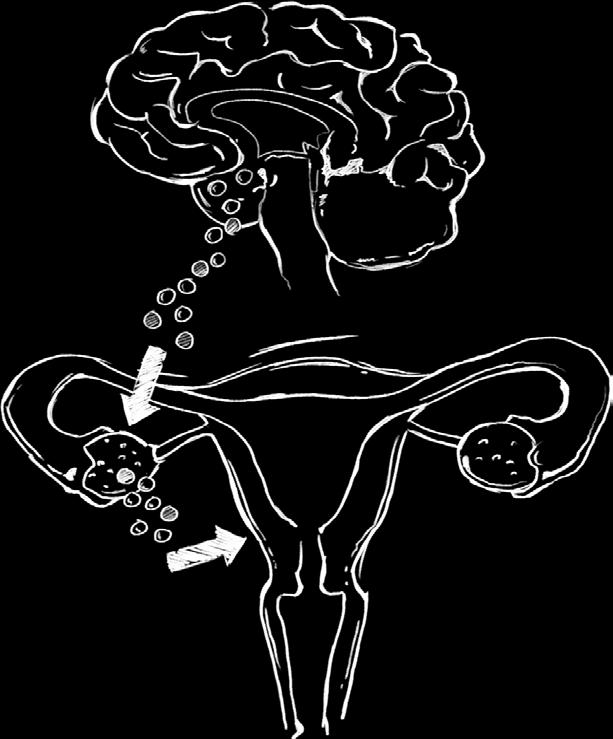 De eierstokken zelf produceren de hormonen oestradiol en progesteron, die het baarmoederslijmvlies gereedmaken voor de innesteling van een embryo.
