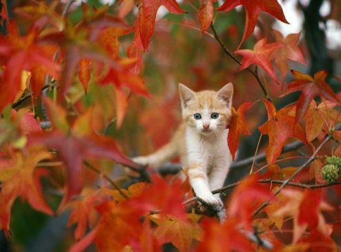 Oktober 2017 maandag dinsdag woensdag donderdag vrijdag zaterdag zondag 1 2 3 Start Kinderboeken week 4 Dierendag 9 10 11 12 13 Einde Kinderboeken week 16 17