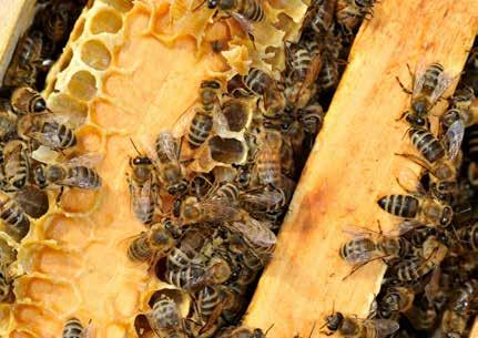 Open de kast in het najaar (ongeveer midden oktober) en tel het aantal ramen die bezet zijn met bijen. Doe dit zoals hiernaast weergegeven. Noteer het aantal ingewinterde bijen op de invulfiche.