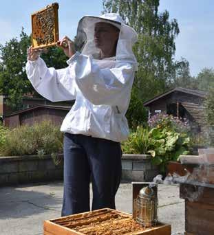 Voortdurende inzet van rook is nodig terwijl de bijen de imker toch nog aanvallen.