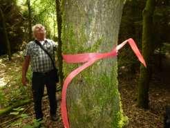 Kwaliteit en toekomstbomen Moment: als aan onderste 6 tot 8 m stam geen levende takken meer Gaat bij sommige soorten (berk, zwarte els) snel op deze - voor