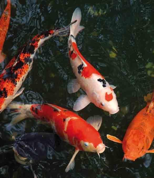 Koi