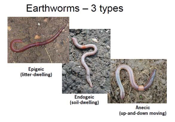 Bodemleven en bodemstructuur Pendelaars No worms Anecic Epigeic Endogeic Aporrectodea longa