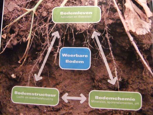 Duurzaam bodemgebruik en biodiversiteit Nederlandse landbouwgronden: 3-8 soorten regenwormen 18-40 soorten microarthropoden (springstaarten, mijten) 6-10 soorten potwormen ca.