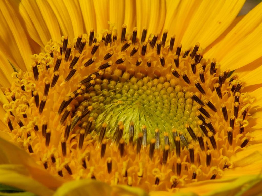 Onvolwassen planten waarvan de bloemknop nog niet geopend is, vertonen heliotropisme: overdag draait de bloemknop op zonnige dagen mee met de zon.