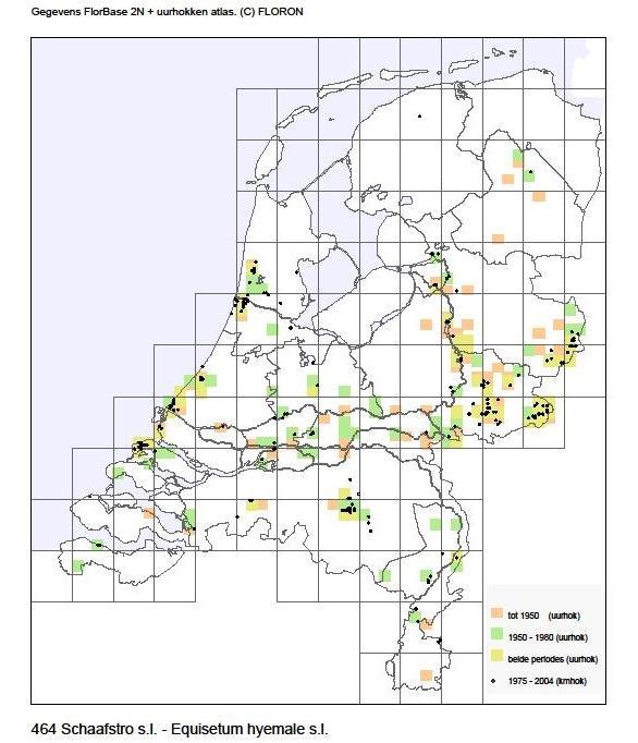 Schaafstro (Equisetum hyemale) Trend: geen, zeldzaam tot plaatselijk talrijk (geen doelsoort) Standplaats en habitus Schaafstro groeit als altijdgroene, diep wortelende, kruidige geofyt of chamaefyt