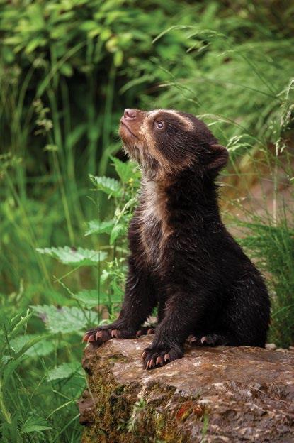 KOELE KIKKERS & ZACHTE BEREN HUIDBEDEKKING BIJ DIEREN De buitenkant van het beestje (en van de mens) is het eerste dat we ervan zien.