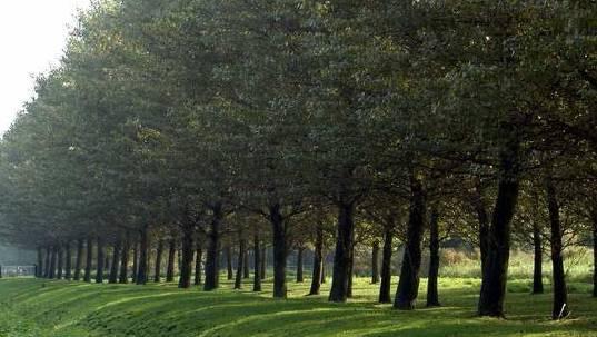 De beplanting op de Willemspolder krijgt het karakter van een open polder met besloten randen. Langs de nieuwe ontsluitingsweg komt eenzijdige laanbeplanting aan de zijde van de Willemspolder.