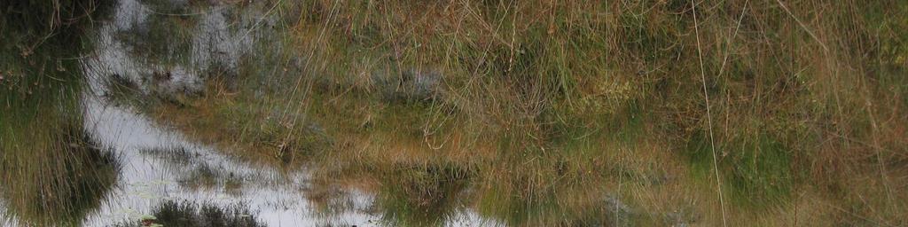 Kenmerkende soorten hiervan zijn hoogveenveenmos, wrattig veenmos, kleine veenbes, ronde zonnedauw, witte snavelbies, lavendelheide en eenarig wollegras (de laatste twee soorten alleen bij het Groot