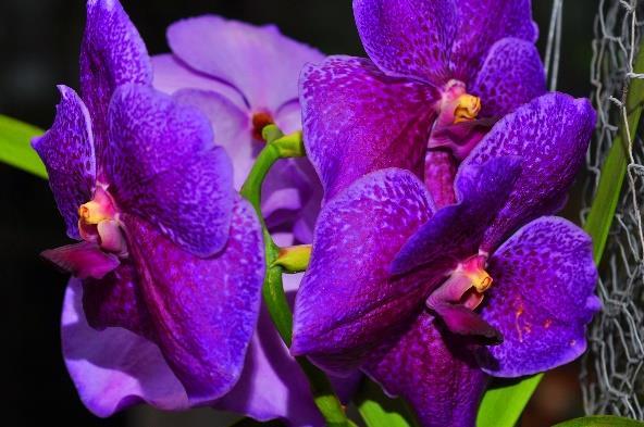 Er volgde een beknopte plantbespreking van de prijswinnaars. De Dendrobium van Udo had hij verleden jaar bij Ikea gekocht.