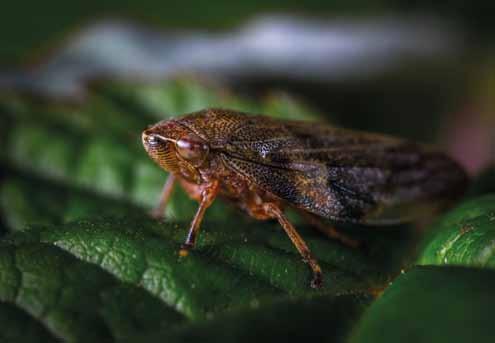 Hoewel het waardplanten betreft, is het belangrijk onderscheid te maken tussen planten die vatbaar zijn voor Xylella en planten die door de EU als waardplant worden gezien.