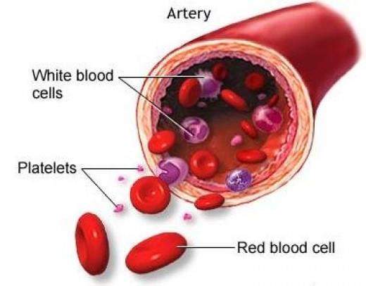 HEMATOLOGIE EN KLINISCHE CHEMIE Hematologie