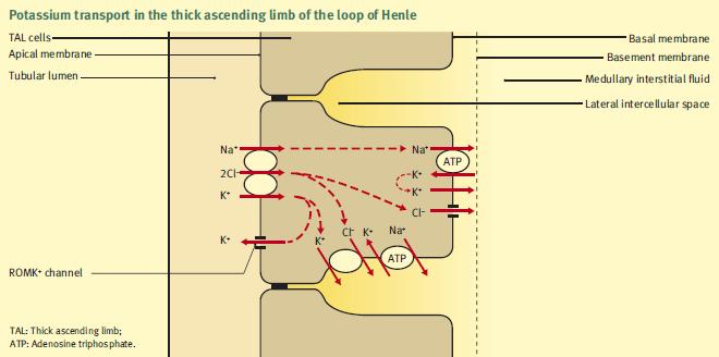 Renale kaliumregulatie 1) Glomerulaire filtratie 2) Proximale tubulus 3) Lis van Henle NKCC2 Na-K-ATPase (basaal) Na-K-2Cl cotransporter (apicaal) Backleak van K+ apicaal