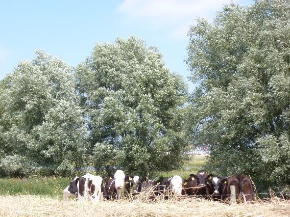 Dan het stukje van Wilp naar Deventer, over de dijk, in