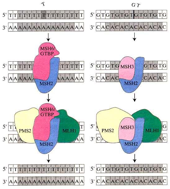 MSI Achtergrond DNA: microsatellieten Mismatch repair systeem MLH1, MSH2, MSH6, PMS2