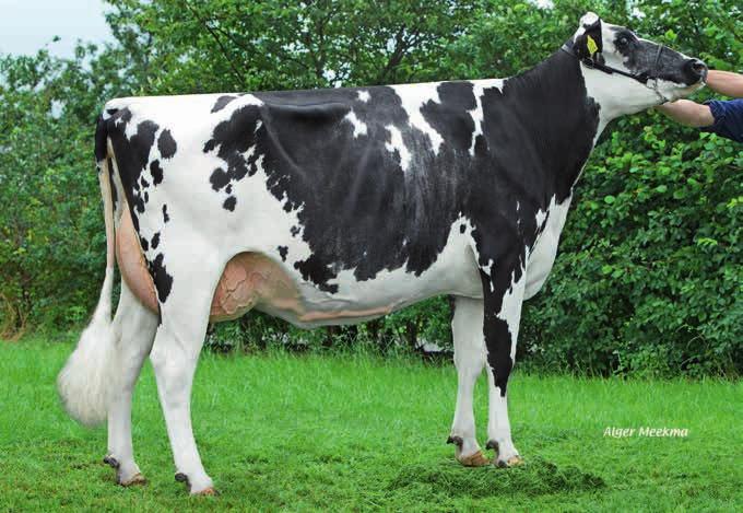 Beide stieren kunnen bestempeld worden als echte outcross stieren, vrij van O-Man, Goldwyn, Shottle en Planet.