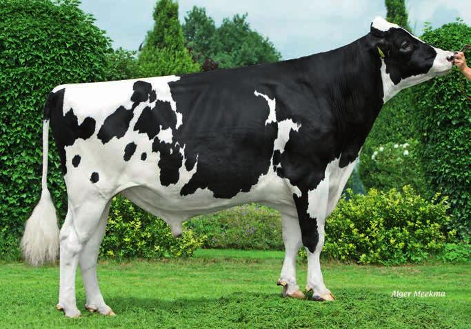 Naast zijn fraai opgebouwde productie-index van ruim 600 kg melk in combinatie met positieve gehalten scoort hij 110 voor totaal exterieur.