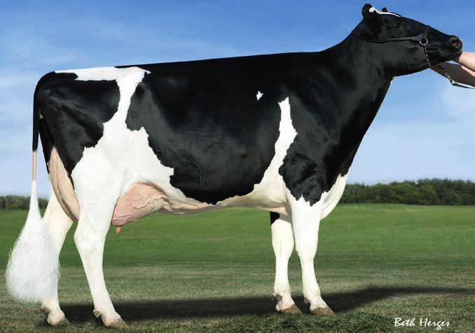 00 KIK Superbowl (Bolero x Freddie x Goldwyn) heeft een prachtige afstamming. Met zowel aan vaders- als moederskant diepe koefamilies die hun oorsprong vinden in resp. Nederland en Amerika.