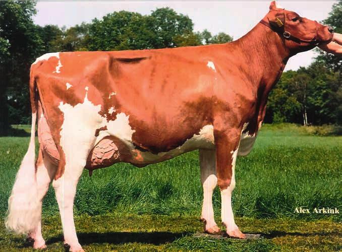 Overgrootmoeder Huntje Holstein Anemoon 38 (AB88) is weer een bekende. Van deze Kyliandochter hebben wij met Appledrone (v. Applejax) een wachtstier op stal.